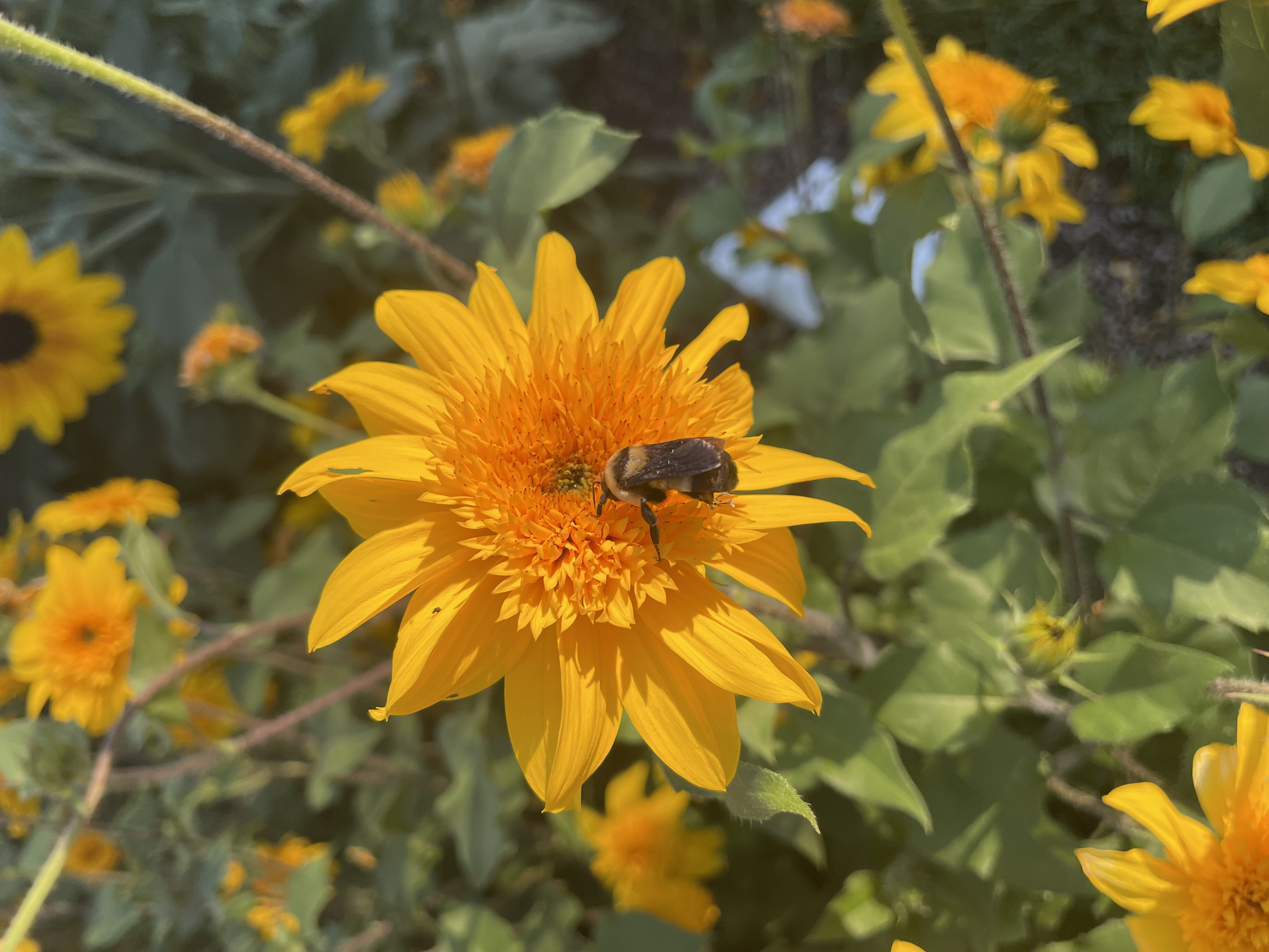 Bee on Flower